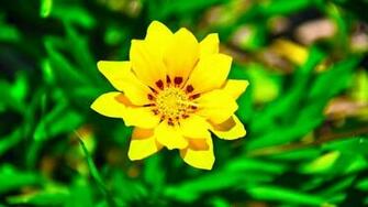 Yellow Flower Wallpaper Beautiful Desktop