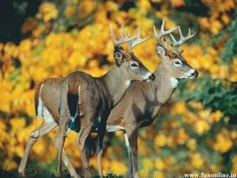 Deer Wallpaper Beautiful For Desktop