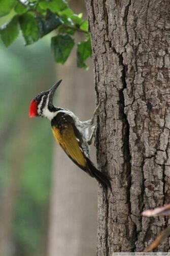 Indian Woodpecker 4k HD Desktop Wallpaper For Ultra Tv