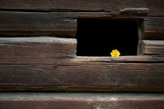 HD Wallpaper Flower Yellow Window Autumn Arrangement Wood