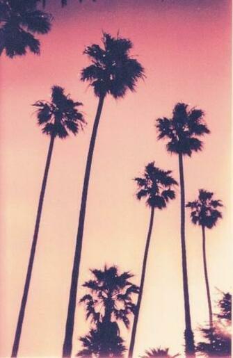 Palm Tree Sunset
