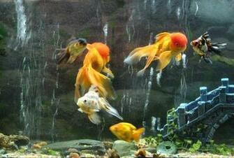 Fish Tank HD Wallpaper Full