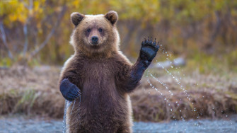 Bears Bear Wallpaper