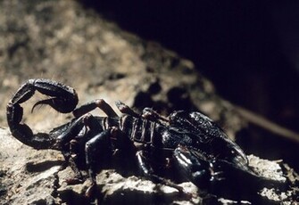 Best Wallpaper Scorpions