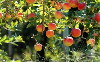 Apples On Apple Tree Wallpaper