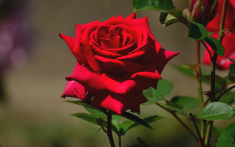 HD Rose Wallpaper