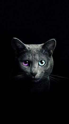 iPhone Kitty Cat Design Studio Wallpaper