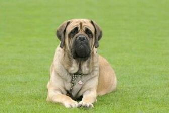 English Mastiff Pictures Wallpaper9