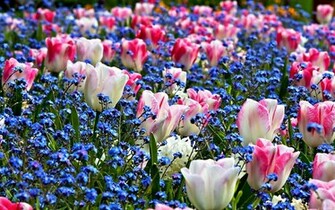 Spring Flowers Wallpaper