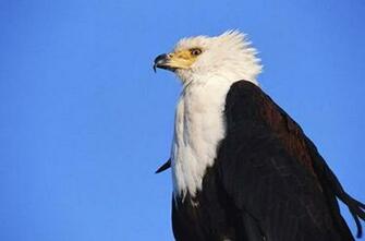 African Fish Eagle Photo Wall Mural Contemporary Wallpaper