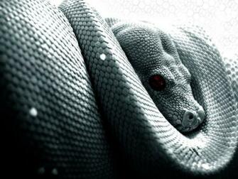 Serpent Background Related Keywords Amp Suggestions