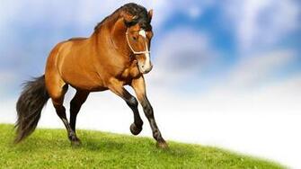 Running Horse Wallpaper HD In Animals Imageci