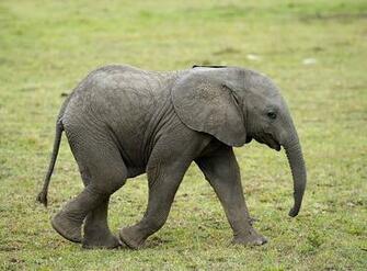 Baby African Elephant