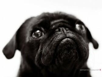 Small Black Pug Doggy Desktops