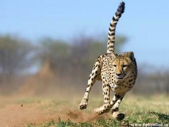Cheetah Wallpaper Fastest Runner Cheetahs HD