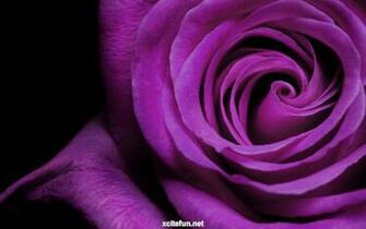 Beautiful Flowers Image Flower Wallpaper Photos