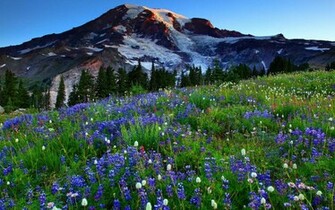Mount Rainier Wallpaper HD Desktopinhq
