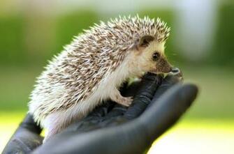 Hedgehog Wallpaper HD Early