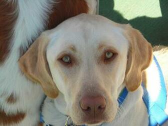 File Yellow Lab Jpg