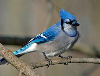 Description Cyanocitta Cristata Blue Jay Jpg