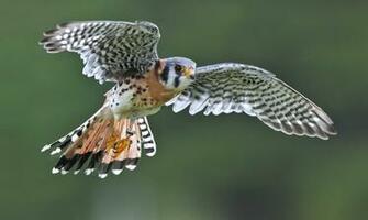 Kestrel Wallpaper X Net