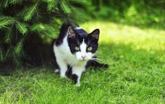 Black And White House Cat Cool Wallpaper