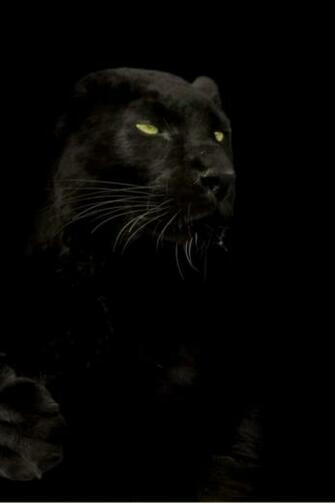 Cats Animals Black Panther Wallpaper