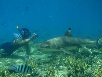 Underwater HD Wallpaper Scuba Diving Res