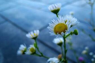 White Flowers On Blue Background Links Image And