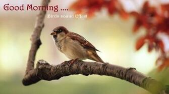 Sweet Good Morning Wishes Wallpaper Greetings Cards Festival Chaska