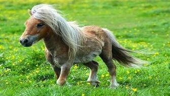 Cool Horse Wallpaper On The App Store Itunes
