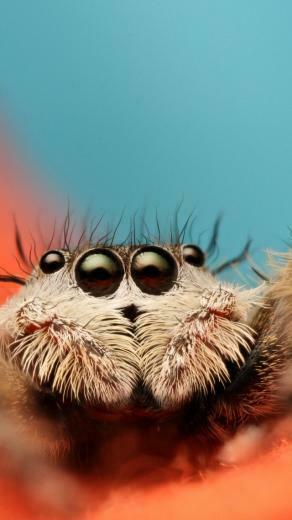 Wallpaper Jumping Spider 5k 4k 8k Macro Black Eyes