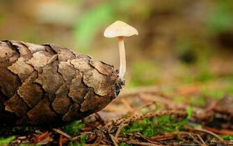 Mushroom Computer Wallpaper Desktop Background Id