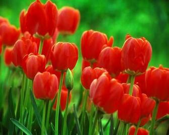 Beautiful Flowers Pictures Wallpaper