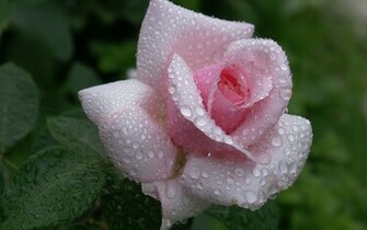Pink Rose Wallpaper For Desktop To Make Beautiful