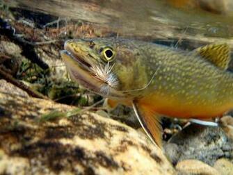 Fly Fishing Wallpaper