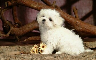 Picture Cool Background Puppy Dog Wallpaper HD