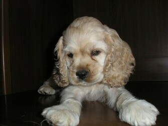 Cocker Spaniel In Usa Merry