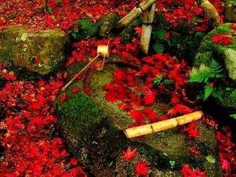 Red Leaves Beautiful Fall Landscapes HD Wallpaper Hq