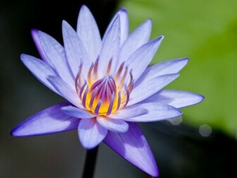 Water Lily Flowers Wallpaper