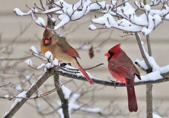 Cardinals In Snow3 Jpg