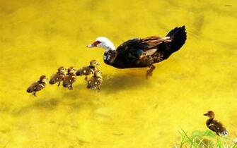Wild Duck With Ducklings Wallpaper Animal