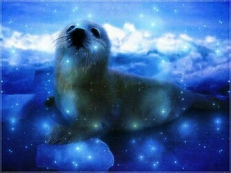 Seal Wallpaper By Pimart