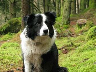 Types Of Collies High Resolution Wallpaper Dogbreedswallpaper