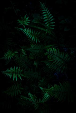 Green Plants Photo Image