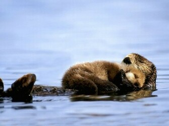 Sea Otter Ocean Wallpaper