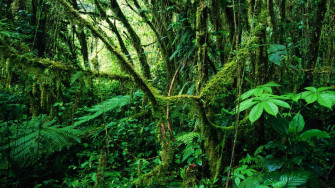 Rainforest Wallpaper For Android