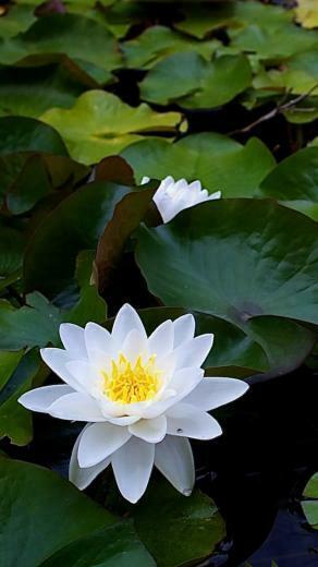 Home iPhone Wallpaper Flower Plant White Lotus
