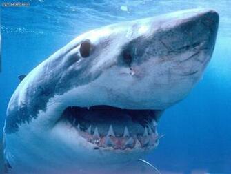 Great White Shark Wallpaper HD Desktop