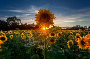 Sunflower Wallpaper HD Desktop Teahub Io